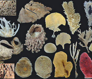 A diverse collection of sponges from the CEAMARC voyage.