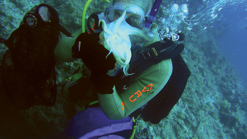 Diver collecting a cuttlefish