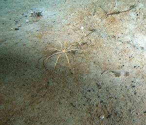 A sea spider captured by the trawl-mounted video camera during CEAMARC.