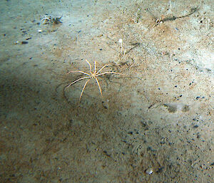 A sea spider captured by the trawl-mounted video camera during CEAMARC