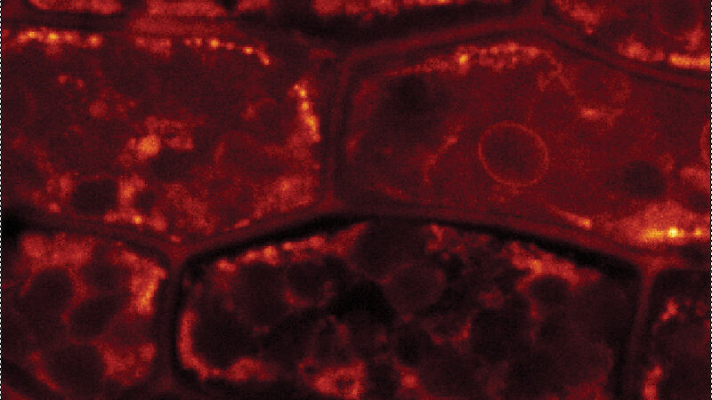 Bryum pseudotriquetrum stained with Naturstoffreagenz A to show location of UV-screening compounds.