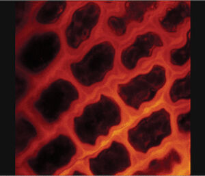 Schistidium antarctici stained with Naturstoffreagenz A to show location of UV screening compounds