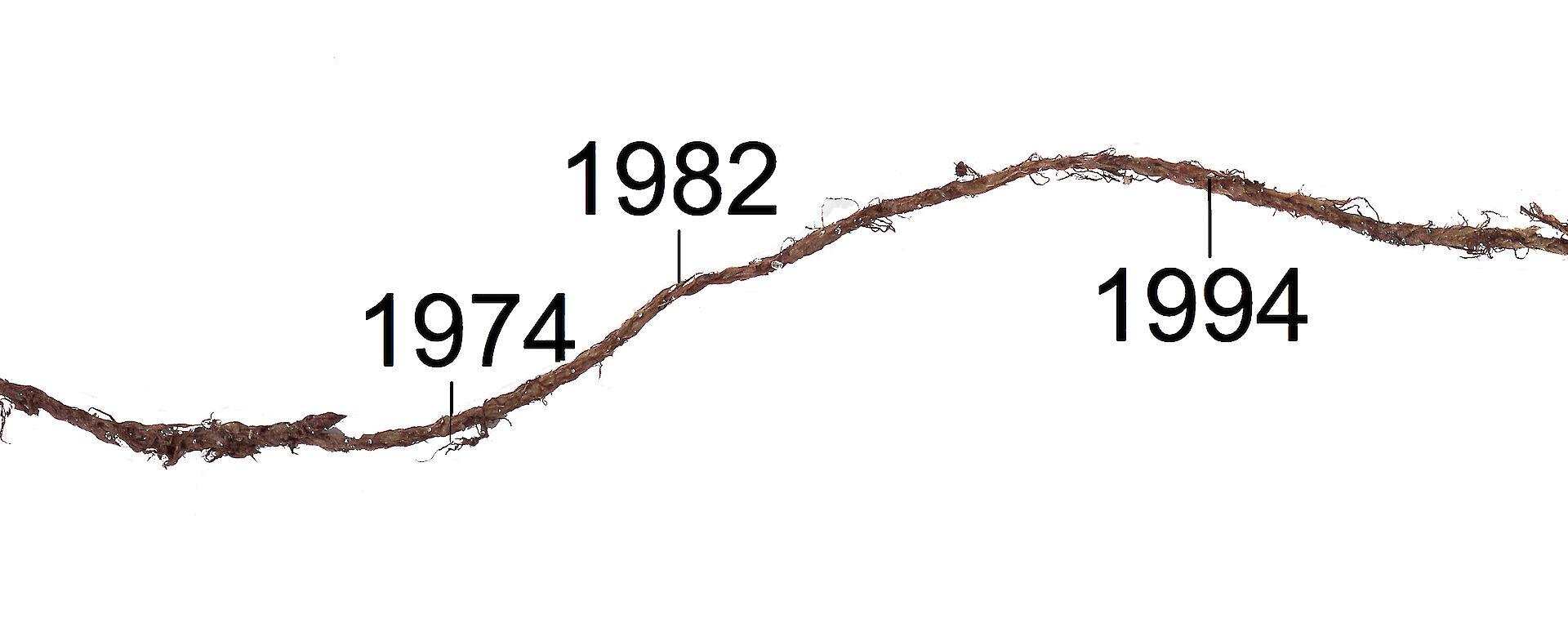 A radiocarbon dated moss shoot