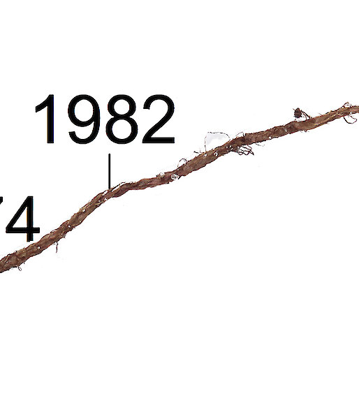 A radiocarbon dated moss shoot