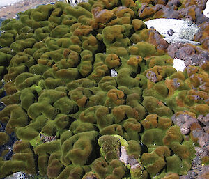 Moss turf dominated by Schistidium antarctici (olive green) at ASPA 135