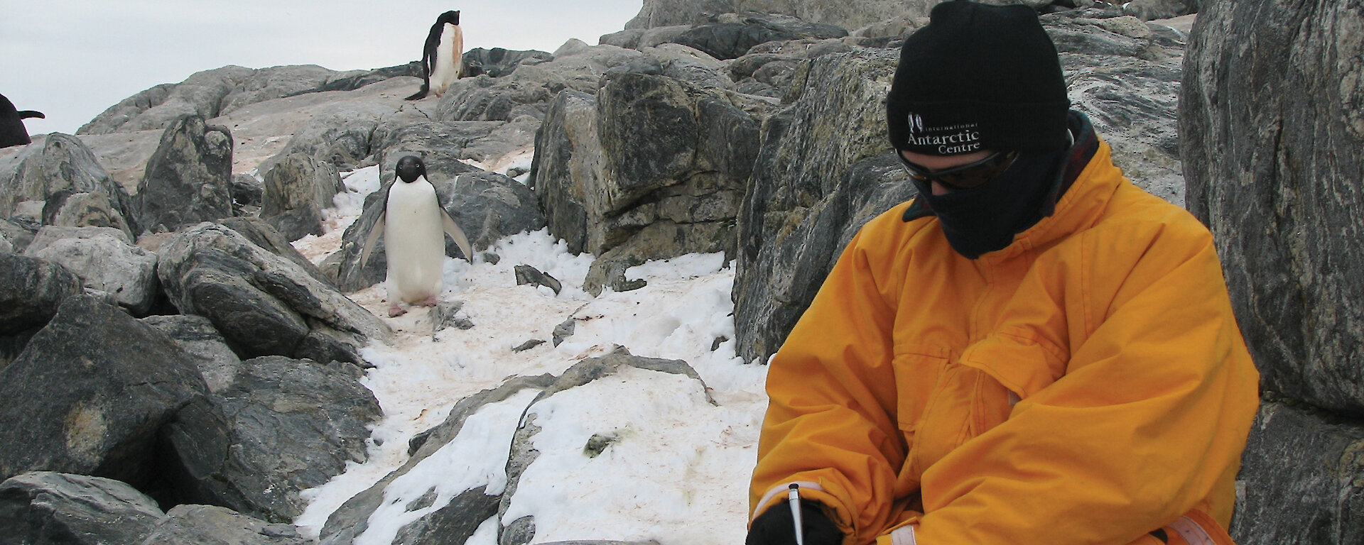Expeditioner with Adelie penguins