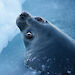 Weddell seal surfacing for air