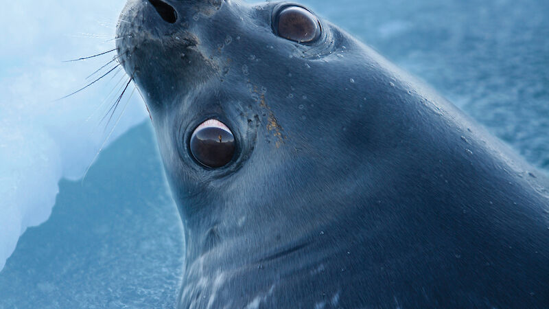 Weddell seal surfacing for air