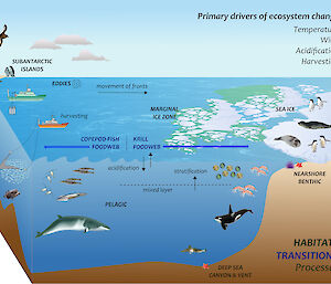 This graphic shows the environmental (physical, chemical and human) processes affecting the krill-based food web in the more southerly latitudes of the subantarctic, and the copepod-fish-based food web further north.
