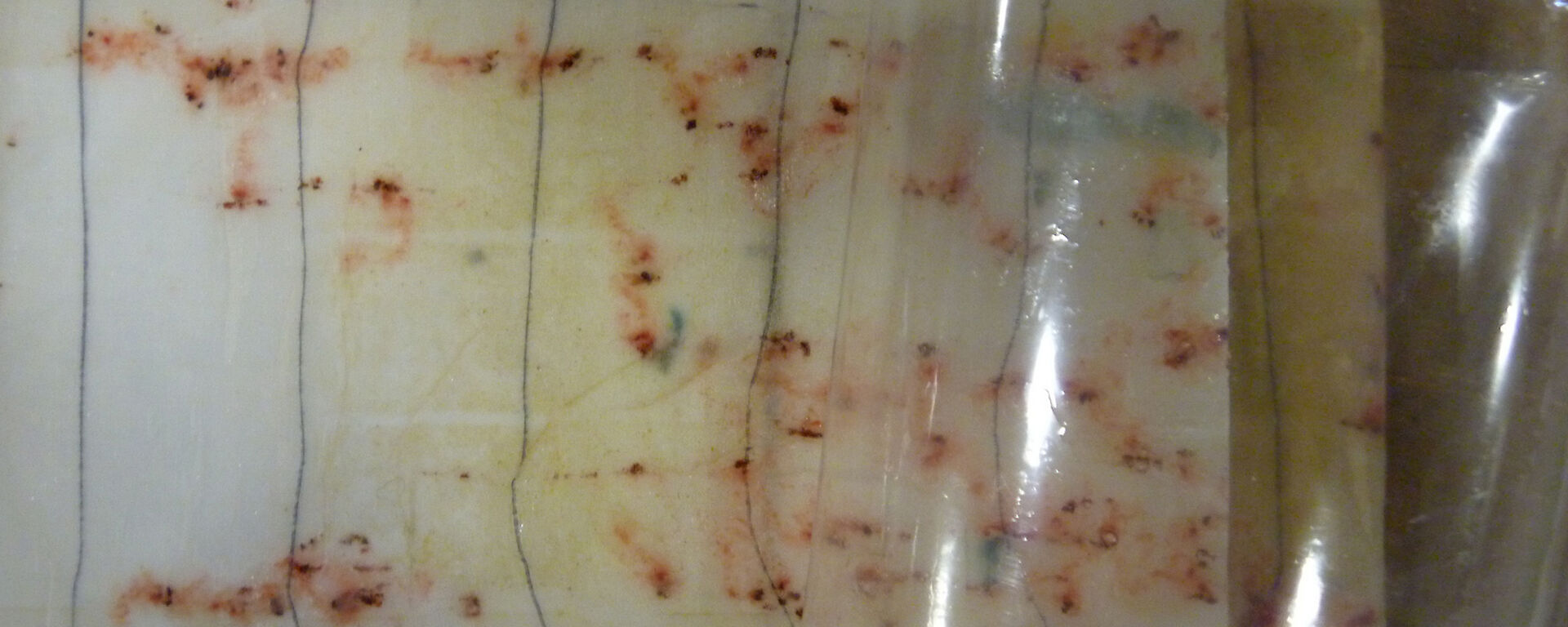 Krill captured on a silk mesh.