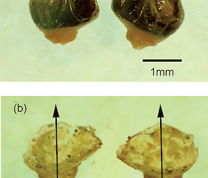 The eyestalk of a nylon shrimp (Heterocarpus reedi) from Chile.