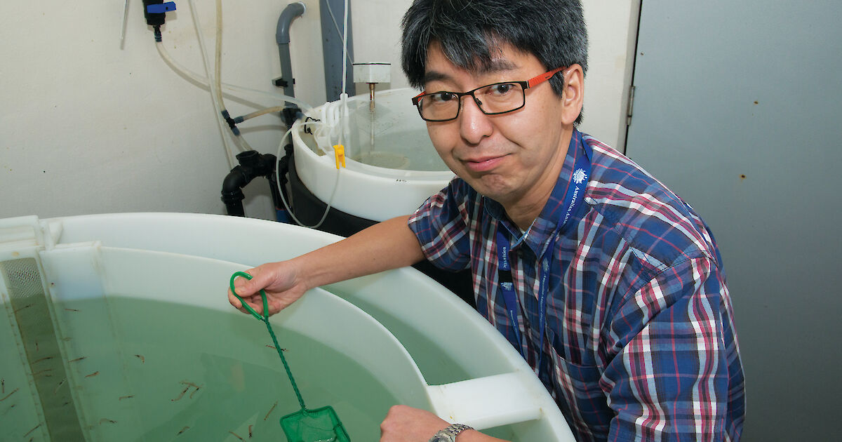 Visionary approach to ageing Antarctic krill – Magazine Issue 29