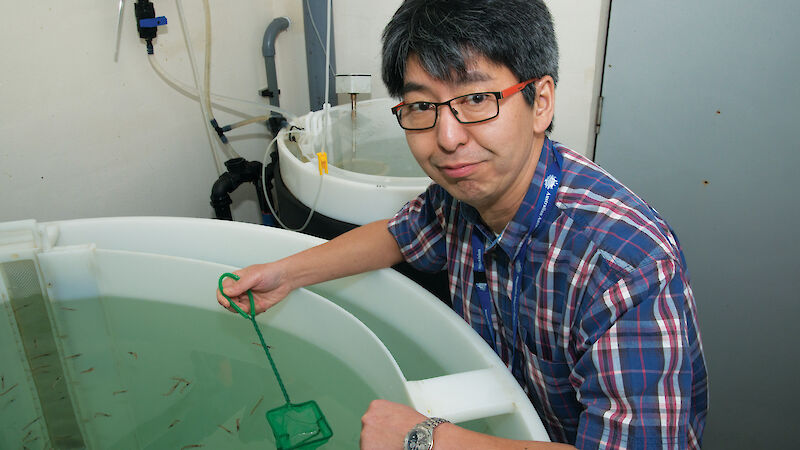 Dr So Kawaguchi in the krill aquarium at the Australian Antarctic Division. The facility is the only one of its kind in the world.