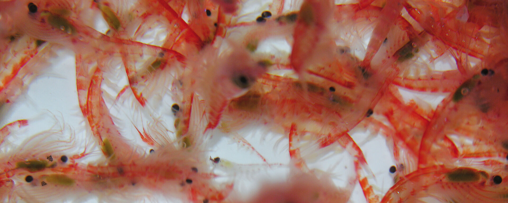 A group of Antarctic krill.