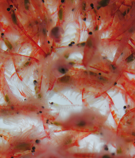 A group of Antarctic krill.