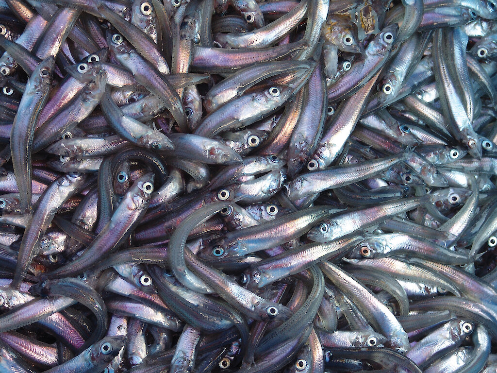 Sizing up marine ecosystems — Australian Antarctic Program