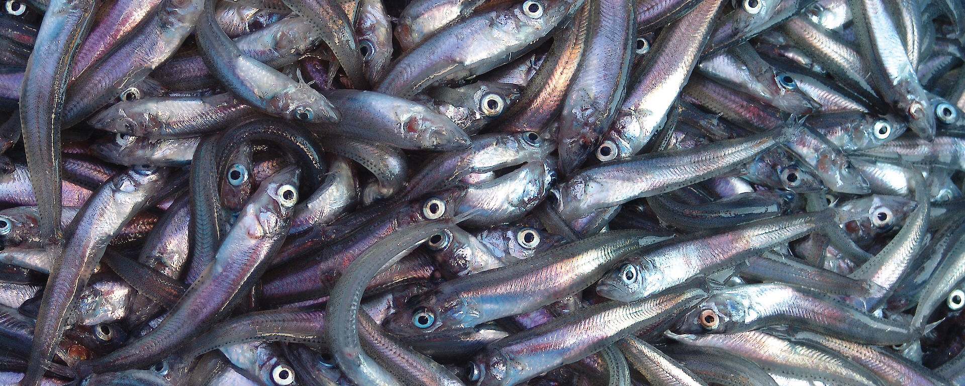 Antarctic silverfish are an example of mesopelagic fish.
