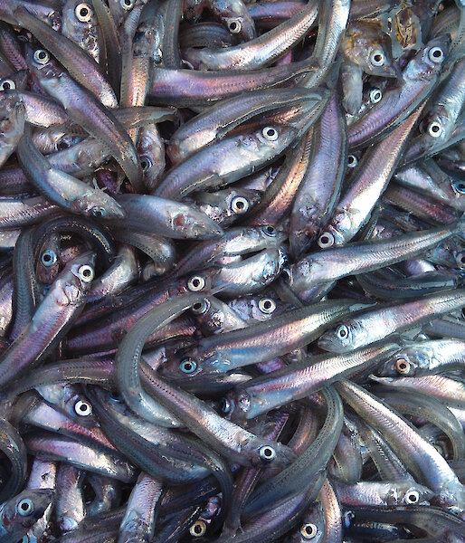 Antarctic silverfish are an example of mesopelagic fish.