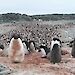 An Adelie penguin colony near Casey station.