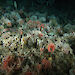 An octopus glides through an underwater garden of corals, sponges and starfish in the Southern Ocean.