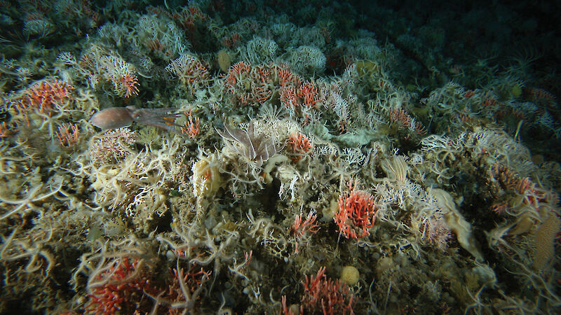 An octopus glides through an underwater garden of corals, sponges and starfish in the Southern Ocean.