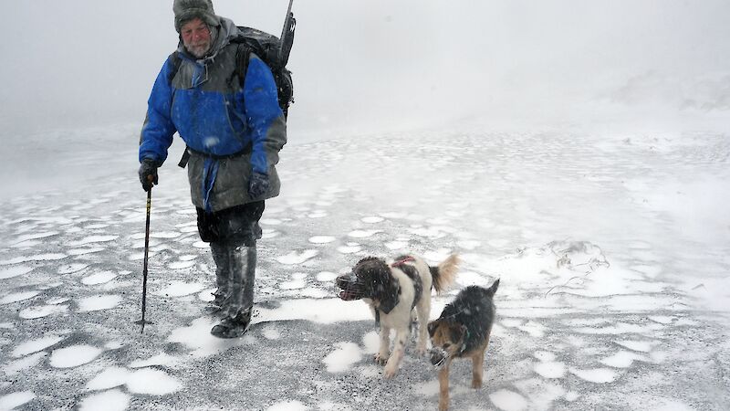 Dog handler Gary Bowcock walks through light snow on Macquarie Island with hunting dogs Joker and Tama.