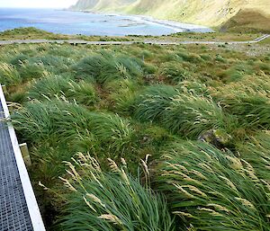 Lush tussock grasses beside a tourist boardwalk on Macquarie Island