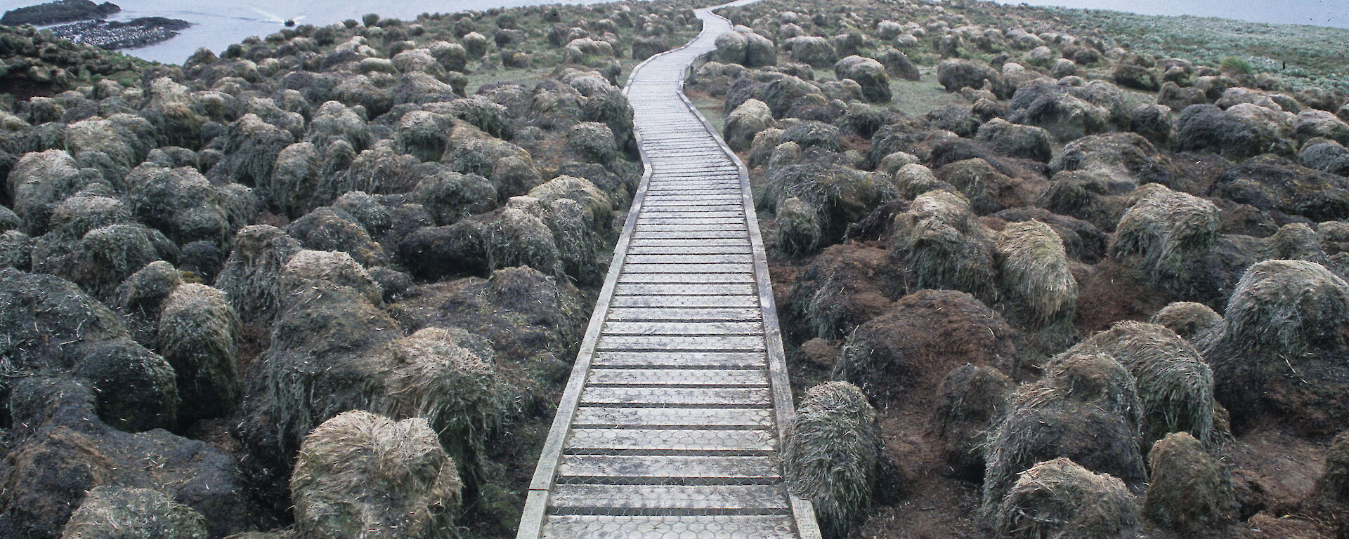 The tourist boardwalk at Sandy Bay in 2005 showing tussock grasses degraded by grazing pressure