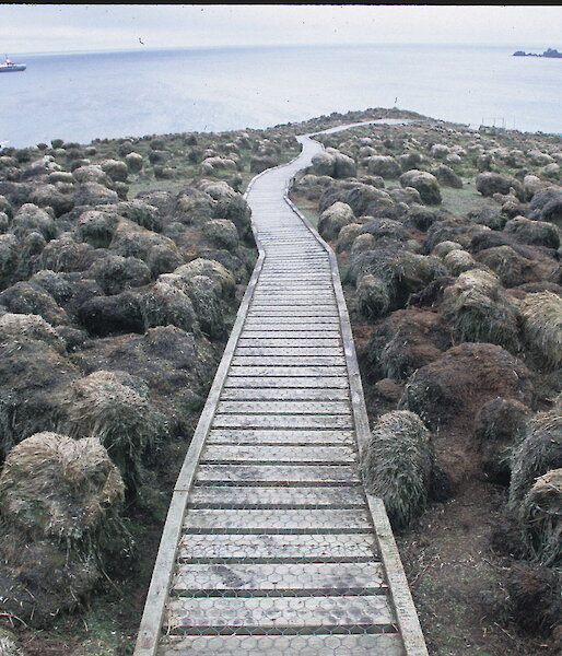The tourist boardwalk at Sandy Bay in 2005 showing tussock grasses degraded by grazing pressure