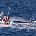 A scientist standing on the bow of a small boat fires a satellite tag as a pygmy blue whale surfaces
