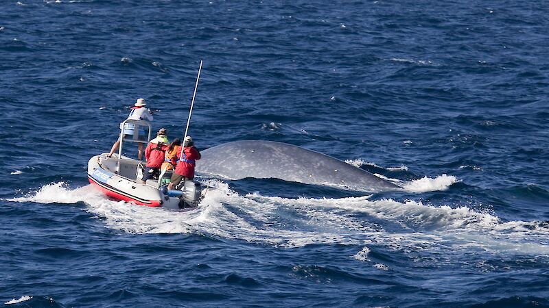 A scientist standing on the bow of a small boat fires a satellite tag as a pygmy blue whale surfaces