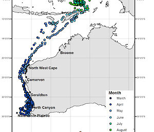 A map of the Western Australia coastline showing the movement of 11 pygmy blue whales from the Perth Canyon where they were tagged, north to Indonesia