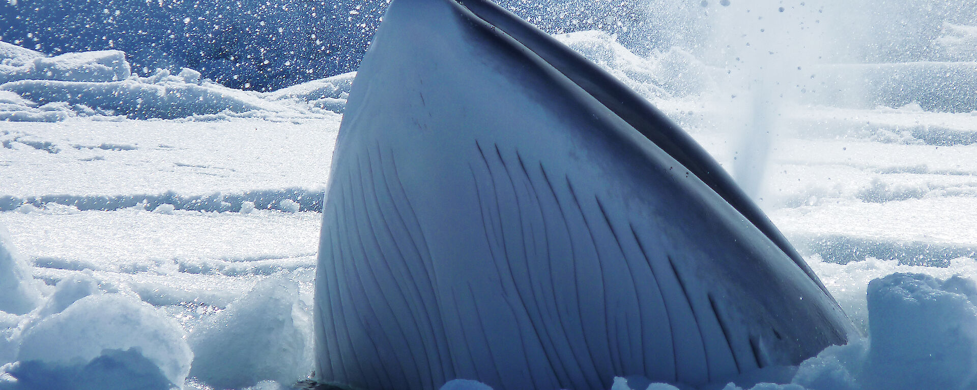 Head of a minke whale breaching through sea ice