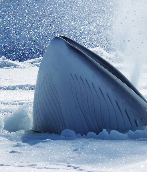 Head of a minke whale breaching through sea ice