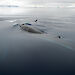 A pod of minke whales in Antarctic waters