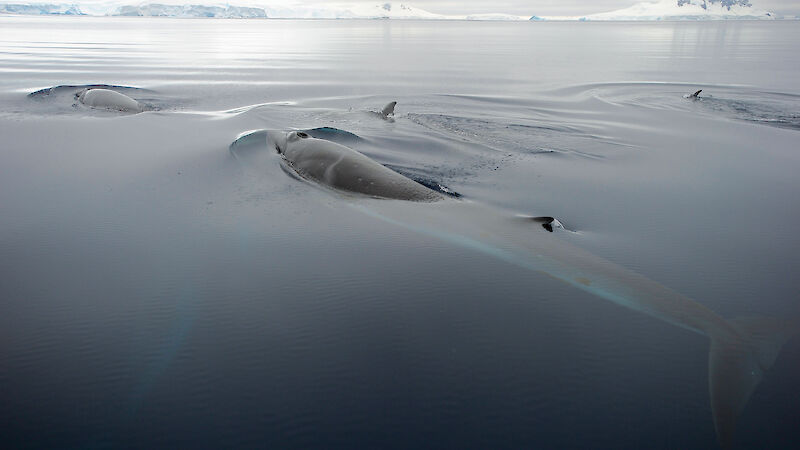 A pod of minke whales in Antarctic waters