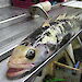 A Patagonian toothfish on a measuring table