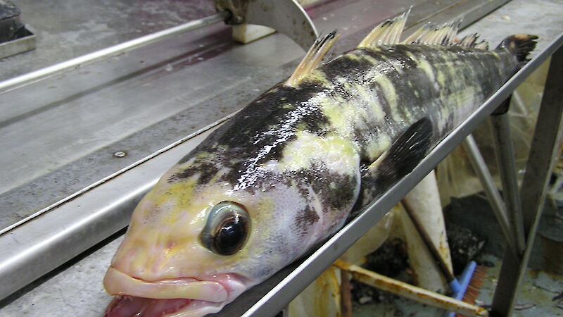 A Patagonian toothfish on a measuring table