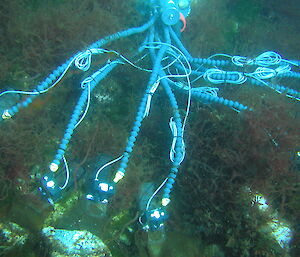 A seafloor instrument with eight arms measures the light requirements of Antarctic seaweeds