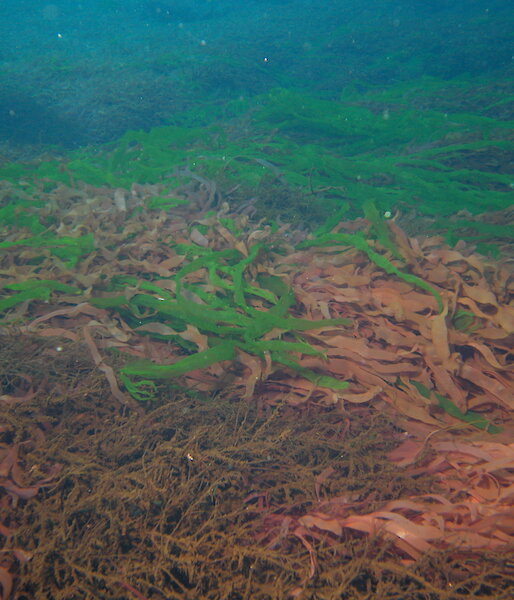 Seaweeds on the sea floor in Antarctica