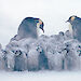 A huddle of emperor penguin chicks in a blizzard