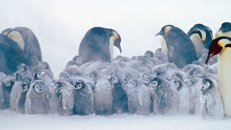 A huddle of emperor penguin chicks in a blizzard