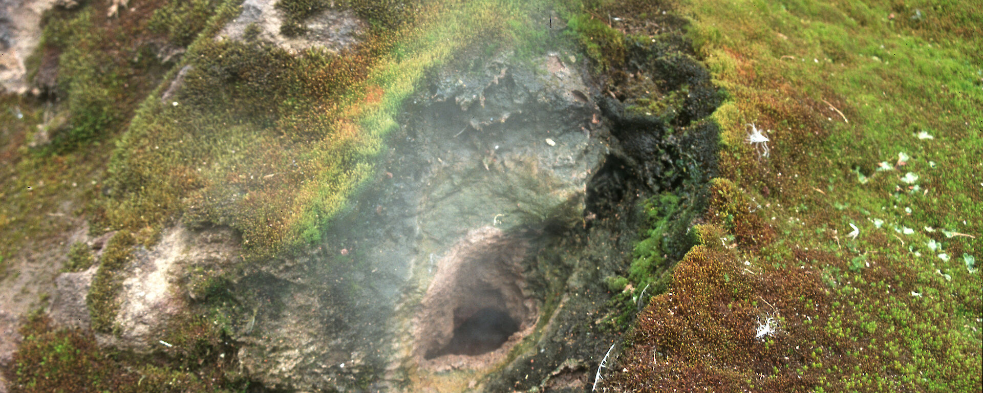Mosses and other life forms thrive around this volcanic fumarole on the Antarctic South Sandwich Islands