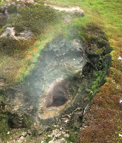Mosses and other life forms thrive around this volcanic fumarole on the Antarctic South Sandwich Islands