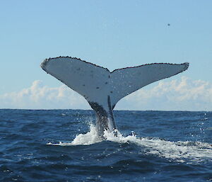 A humpback whale tail fluke