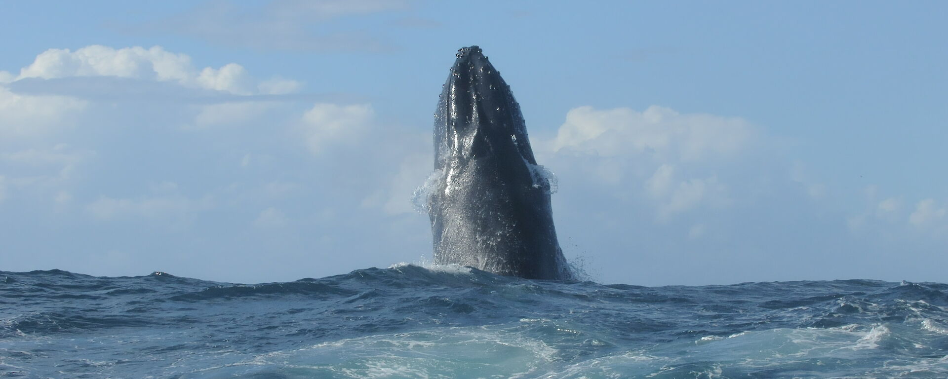 A humpback whale points its upper body straight up out of the ocean in a behaviour known as spyhopping