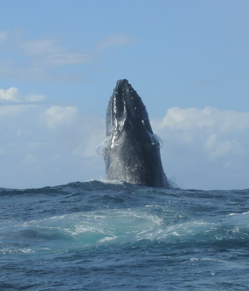 A humpback whale points its upper body straight up out of the ocean in a behaviour known as spyhopping