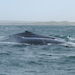 The dorsal fins of two humpback whales surfacing in the ocean