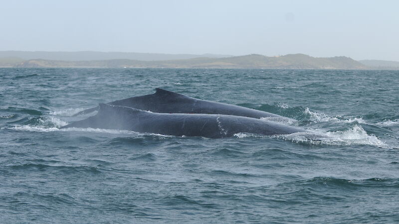 The dorsal fins of two humpback whales surfacing in the ocean
