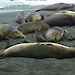 Female elephant seals and pups share a beach with skuas on Macquarie Island